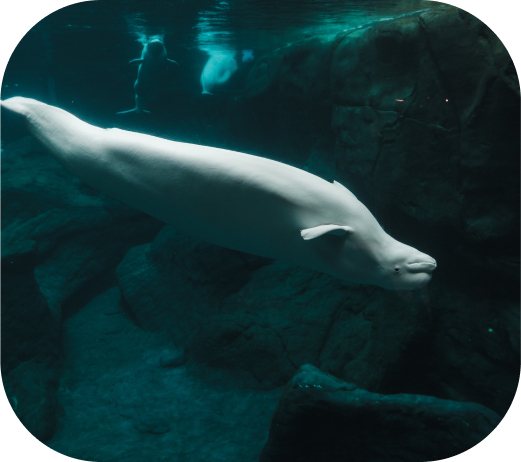 Image d'un beluga